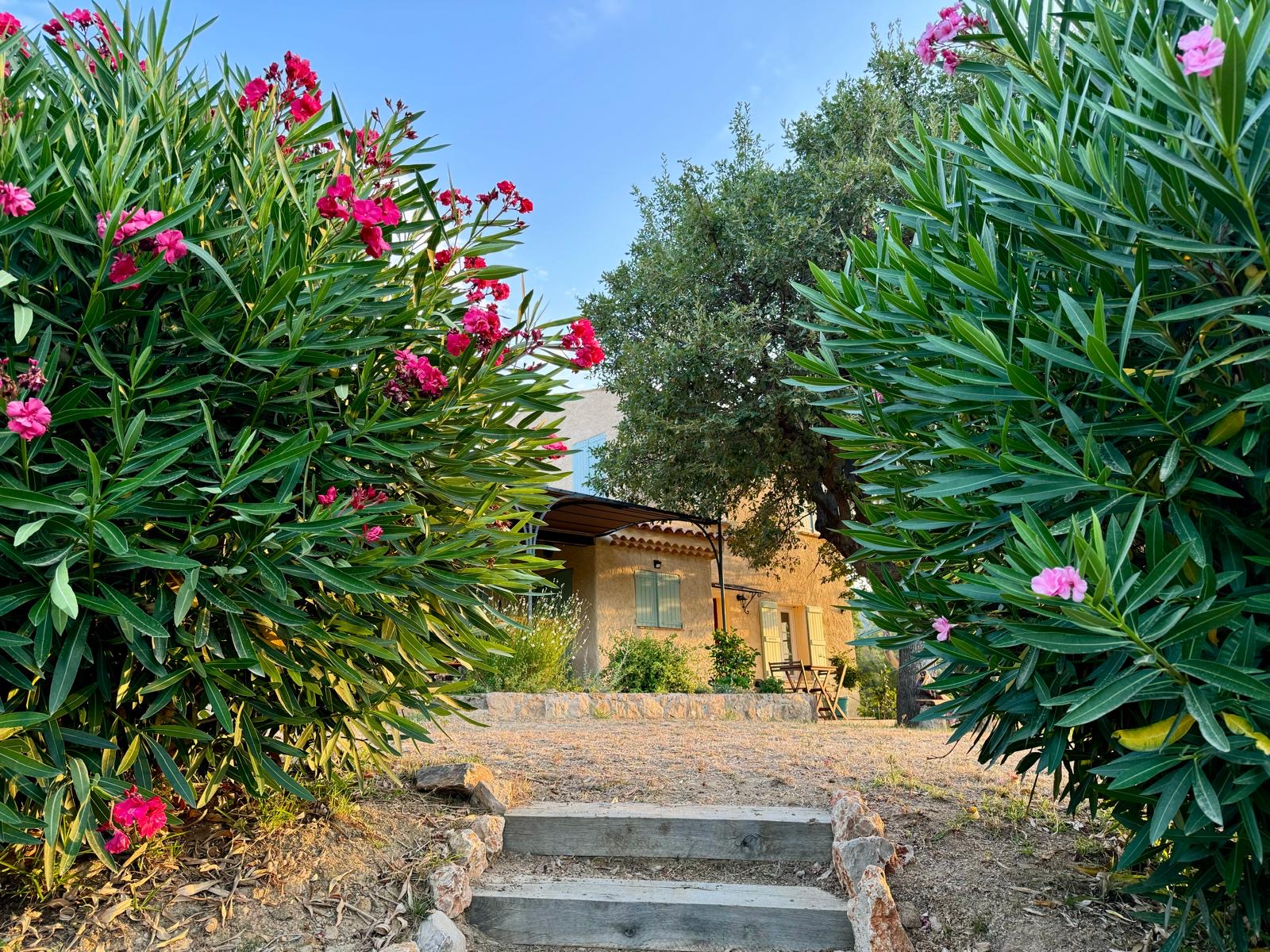 The pool, framed by oleander and lavender